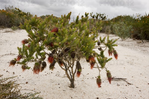 Shaggy Dryandra