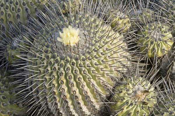 Flowering copiapoa echinoides