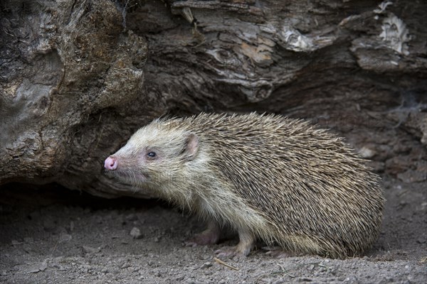 European hedgehog