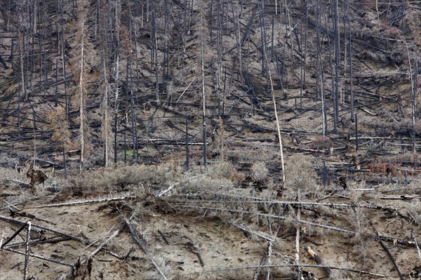 Charred logs burnt by forest fire