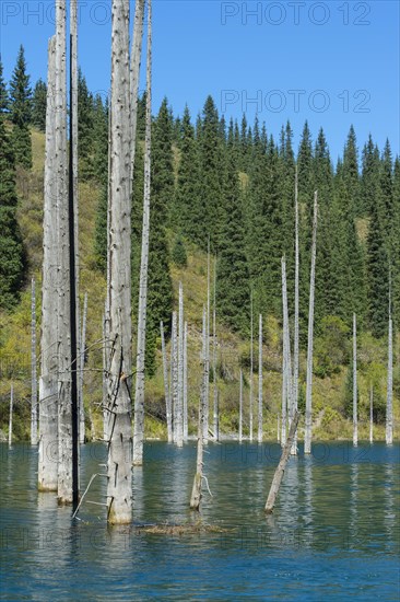 Dried trunks of