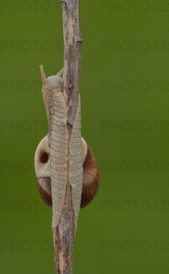 Roman snail