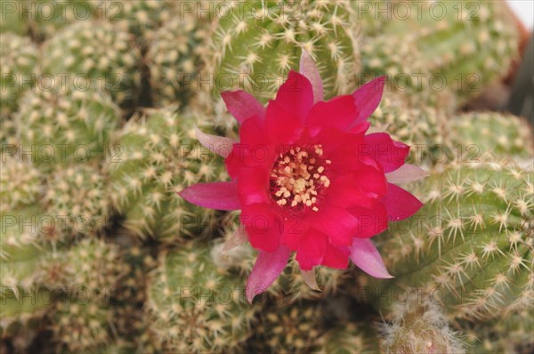 Echinopsis chamaecereus