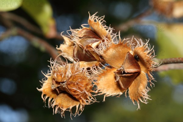 European beech