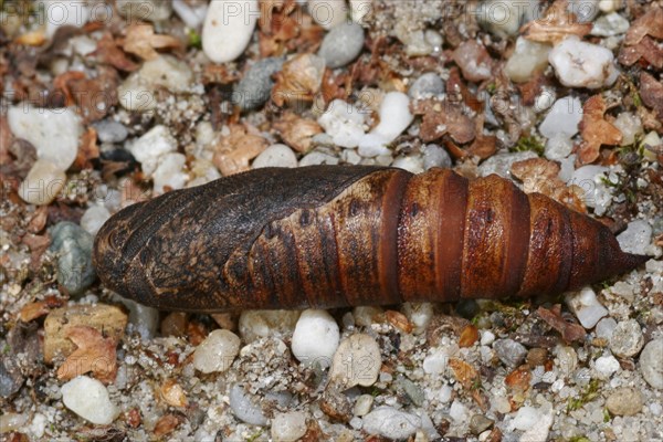 Bedstraw hawk-moth