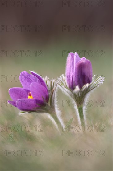 Common pasque flower