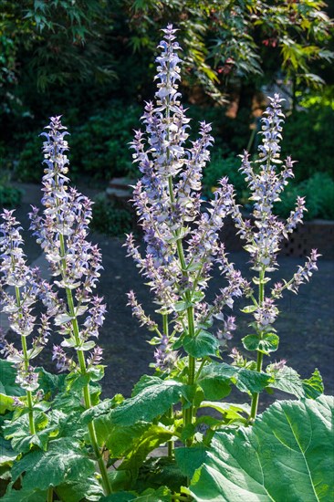 (Salvia sclarea) SAGE