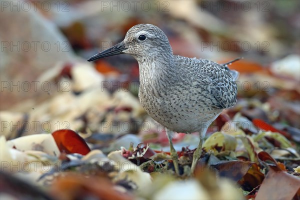 Red knot