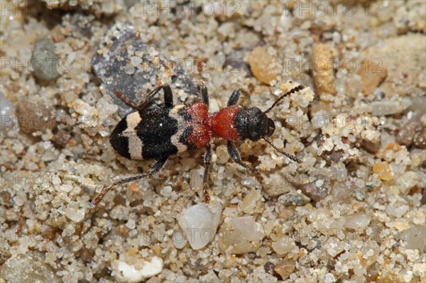 Large anteater beetle