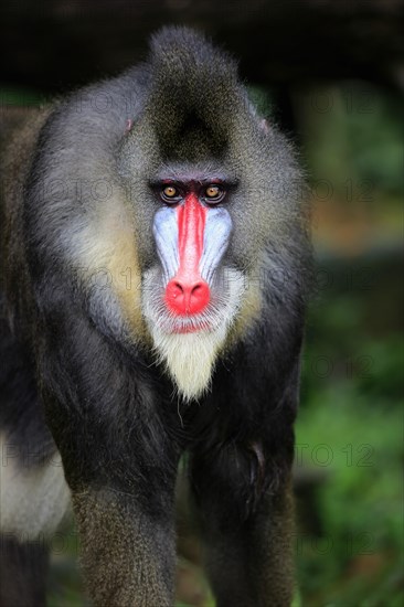 Mandrill