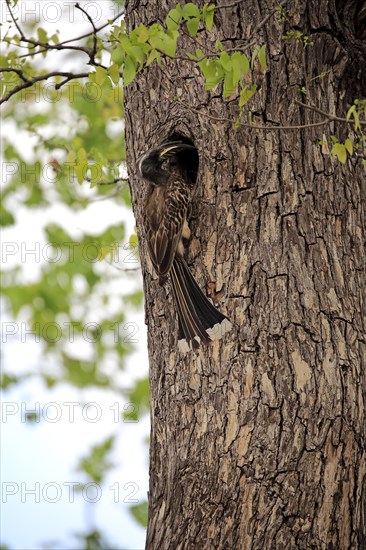 African grey hornbill