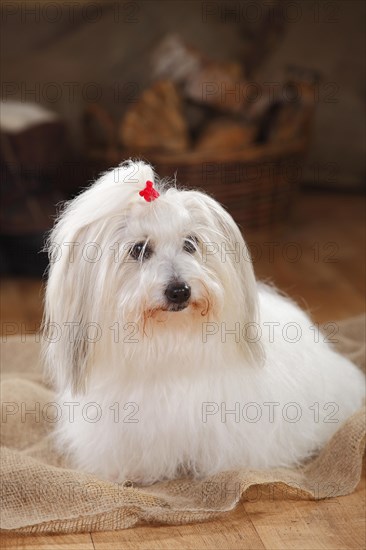 Coton de Tulear