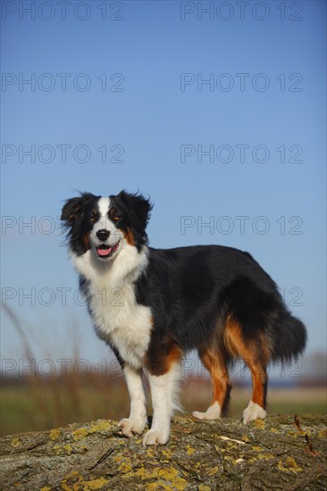 Australian Shepherd