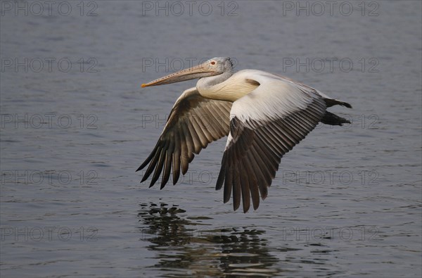 Spot-billed pelican