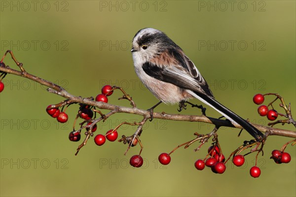 Long-tailed Tit