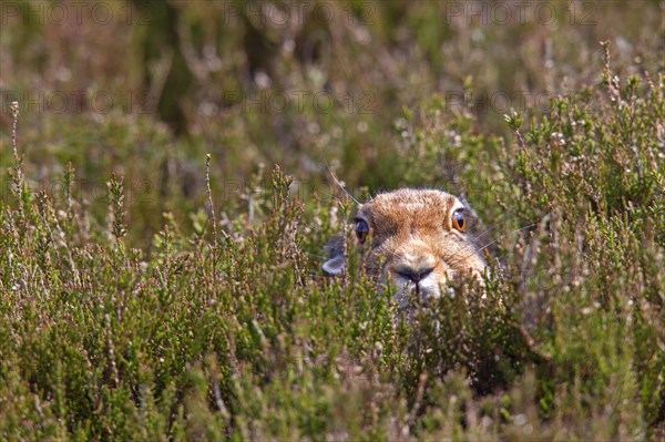 Mountain Hare