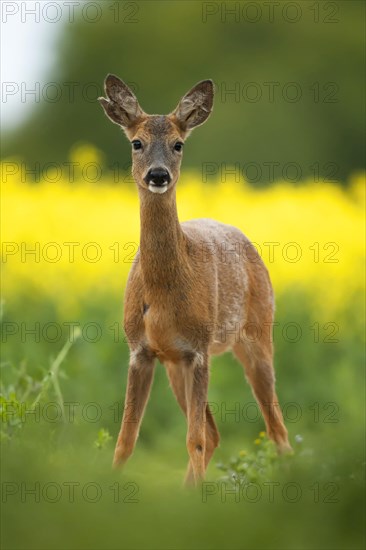 Western european roe deer
