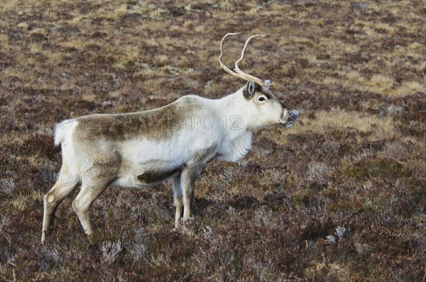 Reindeer