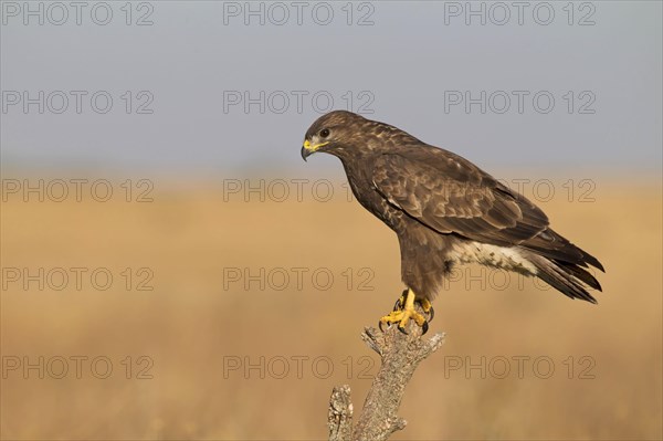 Common Buzzard