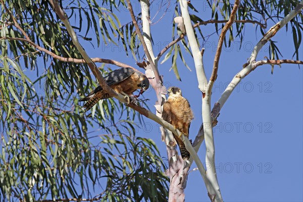 Australian Hobby