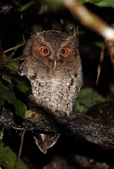 Rajah Scops-owl