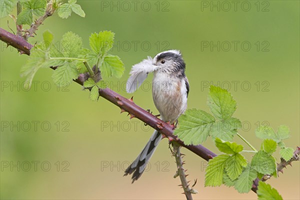 Long-tailed tit