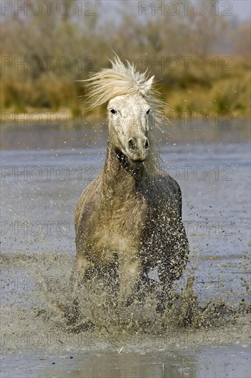 Camargue horse