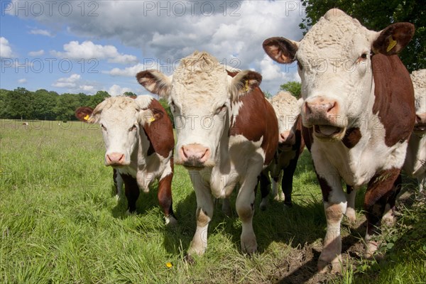 Domestic cattle