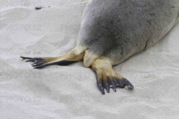 Australian sea lion