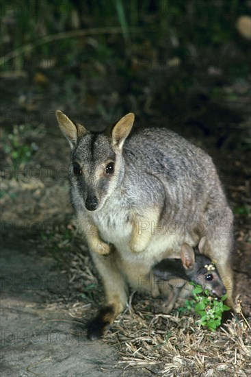 Queensland Rock Kangaroo