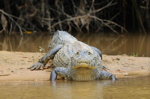 Paraguayan yacare caiman