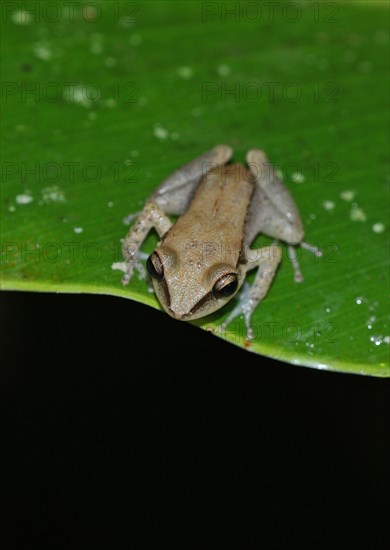 Red-striped Treefrog