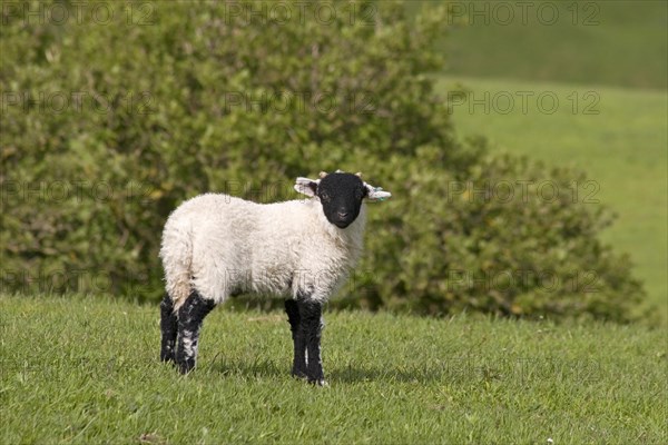 Domestic Sheep