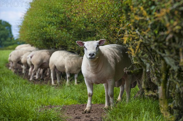 Domestic Sheep