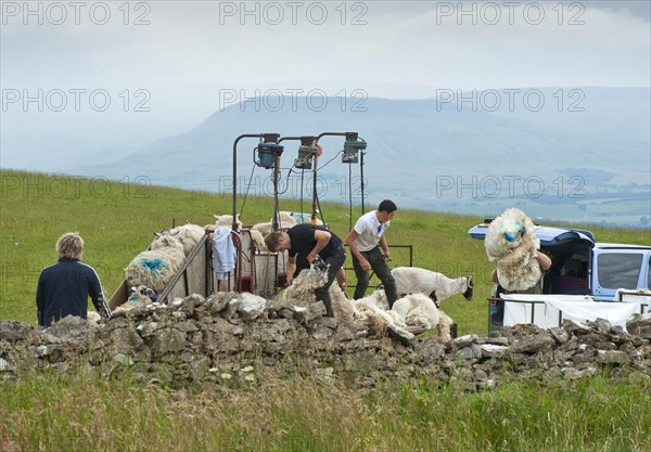 Shearing sheep with mobile shearing unit