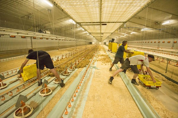 Chicken farming