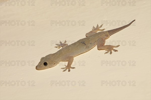 Yellow-green house gecko