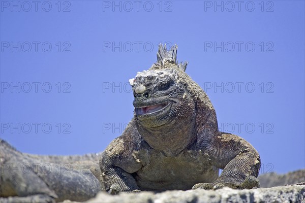 Marine Iguana