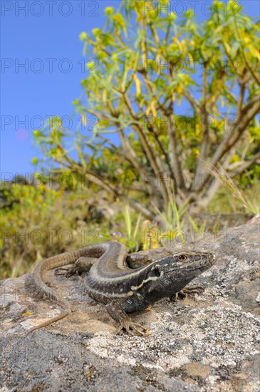 Small Canary Island Lizard