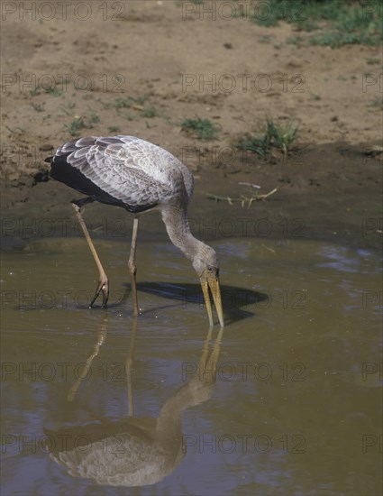 African immature stork