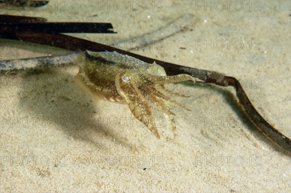 Common cuttlefish