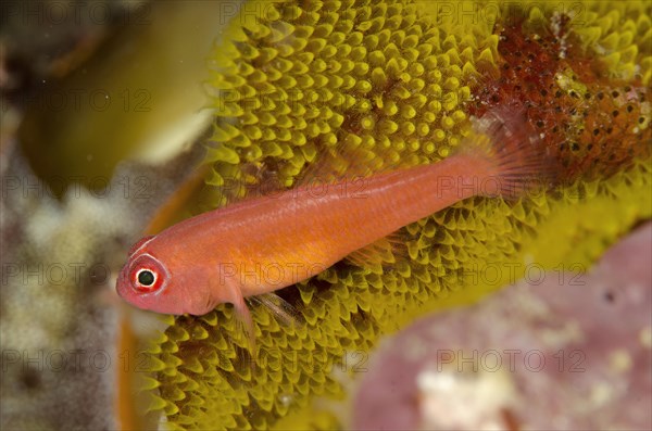 Coral Goby