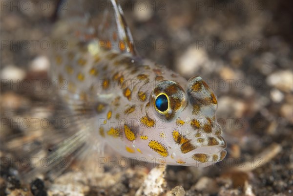 Spotted goby