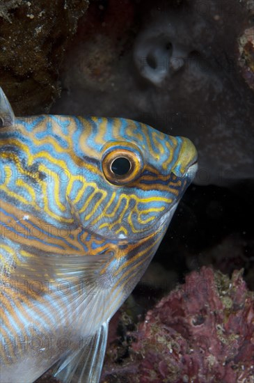 Headband Rabbitfish