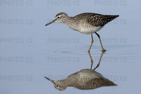 Wood Sandpiper