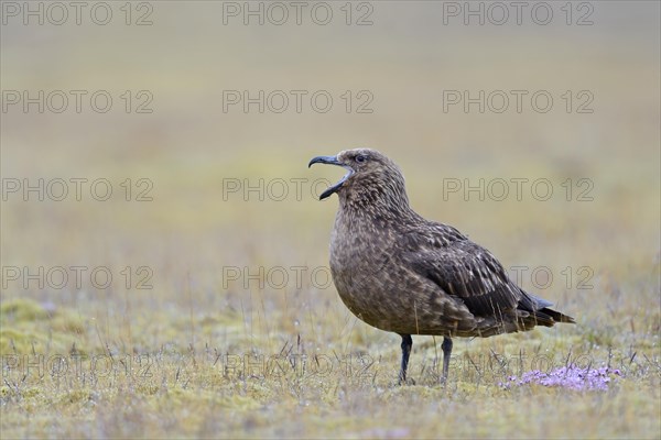 Great Skua