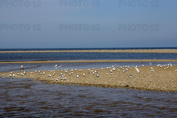 Sandwich Terns gather on the pebble spit on Scolt Head Island