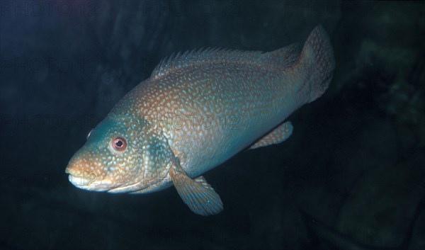 Ballan wrasse