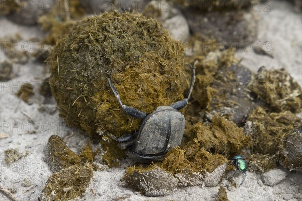 Dung beetle that makes a dung ball that you can roll away and bury with an egg in it