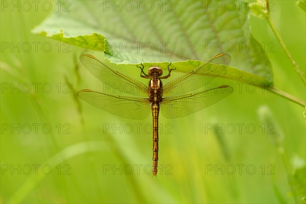 Orthetrum coerculescens